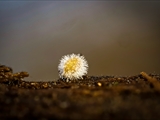 Kugelspringer (Sminthuridae, Collembola) von dem erst kürzlich entdeckten Pilz Pandora batellata parasitiert. Kugelspringer sind sehr klein, sie werden nur 0,5 bis 2 mm groß.